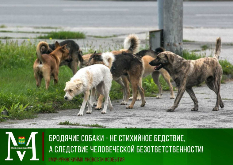Бродячие собаки - не стихийное бедствие, а следствие человеческого бездействия!. Бродячие собаки - не стихийное бедствие, а следствие человеческого бездействия!.